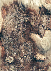 tree bark texture