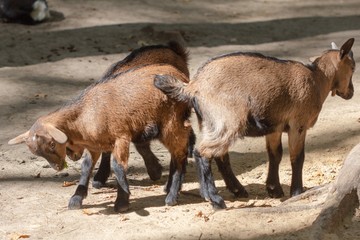 farm animal domestic mammal goat,  young.