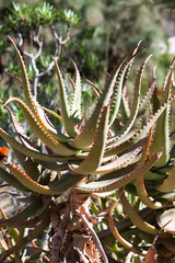 Obraz premium Aloe vera - cactus from Gran Canary