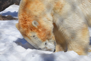 Obraz na płótnie Canvas Polar bear in the snow
