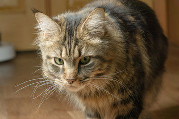 Beautiful fluffy Maine Coon cat with green eyes walking around the room. Close-up