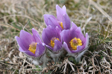 First spring flower Pulsatilla grandis, pasque flower blooming in their natural environment in the Podyj&iacute; National Park, Czech Republic.Beautiful spring purple wild flowers close up. 