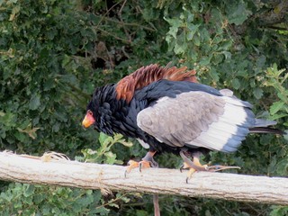 Rapace