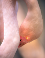 Young Pink Flamingo with it's head down  close-up