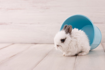 White baby bunny rabbit on white wooden planks. Easter holiday concept.