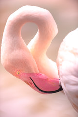 Fototapeta premium Young Pink Flamingo with it's head down close-up