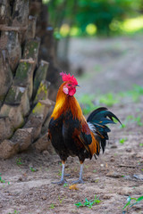 A colorful rooster with red cockscomb.