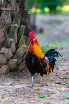 A colorful rooster with red cockscomb.