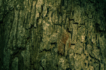 Wood bark background from Phuket island beach Thailand