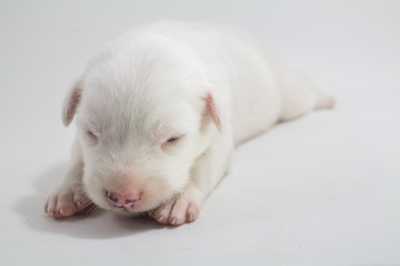 Fototapeta na wymiar Cute puppy white background Bangkaew Thai dog