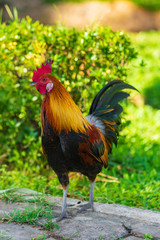 A colorful rooster with red cockscomb.