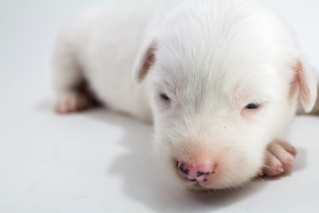 Cute puppy white background Bangkaew Thai dog