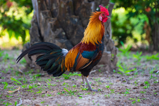 A colorful rooster with red cockscomb.