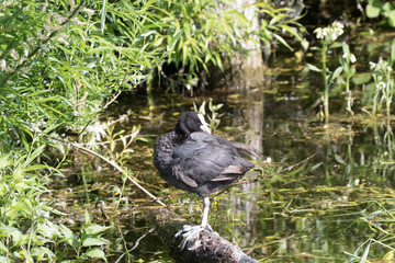 COOT STANDING ON LOG