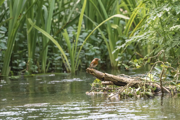 ROBIN WITH FLIES IN BEAK