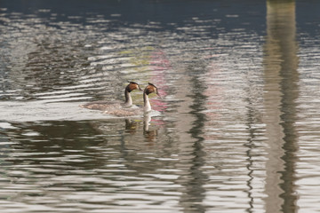 PAIR OF GREBES SWIMMING