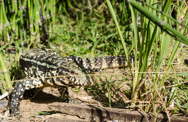 Iguana lizard closeup on green grass background.