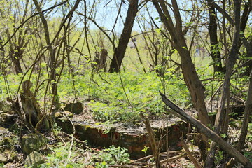 Fototapeta premium spring in ruins