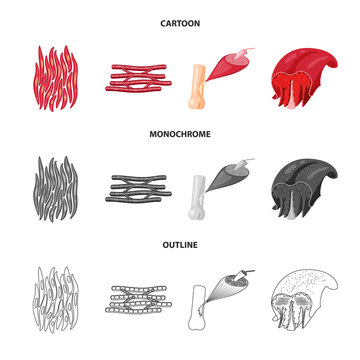 Isolated object of fiber and muscular icon. Collection of fiber and body  stock vector illustration.