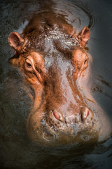 Hippopotamus submerged in the water close-up of it's head