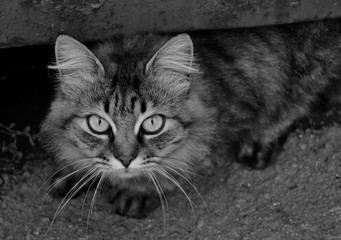 Black and white photo of a street cat close up