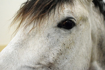 Andalusian horse head close up