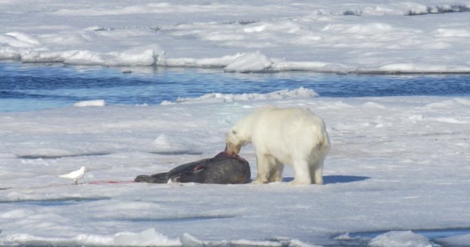 Polar bear feeding from seal corps at Spitsbergen Sea Beautiful close shot of Polar bear eating from seal corp Norway in 4K resolution