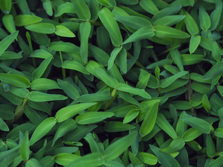 Obraz premium Green grass tropical leaves pattern background, Natural background and wallpaper.