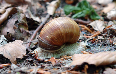 Helix pomatia or Roman snail