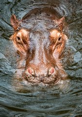Fototapeta na wymiar Hippopotamus submerged in the water close-up of it's head