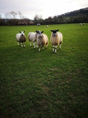 Obraz premium FLOCK OF SHEEP