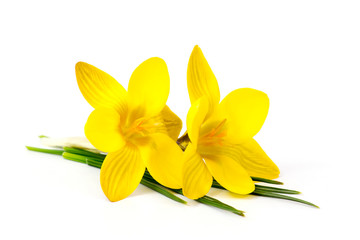 crocus flower on white background - fresh spring flowers