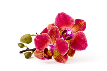Türaufkleber Beautiful colorful orchid - phalaenopsis - white background © Mira Drozdowski