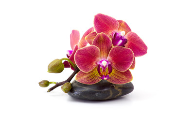 Naklejka na ściany i meble colorful orchid and massage stone on white background