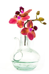 Beautiful colorful orchid - phalaenopsis - white background