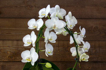 Beautiful white orchid - phalaenopsis - wooden background