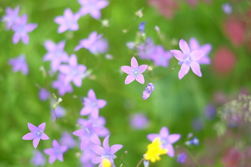 Fototapeta na wymiar Incredibly beautiful purple bell flowers in the forest with blurry green background. Natural beauty photography, colorful floral meadow field with wildflowers close up