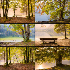 Old trees by the Bohinj lake, Slovenia - collage