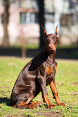 happy dobermann puppy