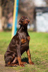 happy dobermann puppy