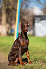 happy dobermann puppy