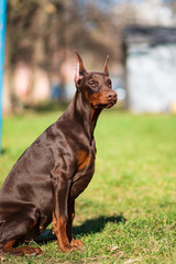 happy dobermann puppy