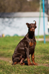 happy dobermann puppy