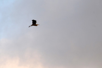 Heron