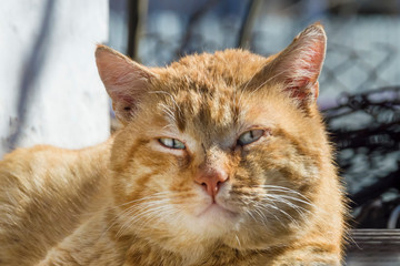 street brutal red cat