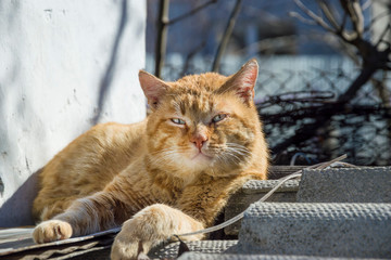 street brutal red cat