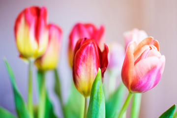 Fototapeta premium Beautiful tulips close up