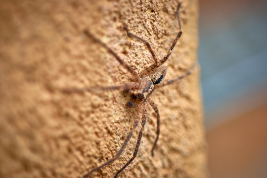 Spider species: Zoropsis spinimana. Family: Zoropsidae. Mediterranean. Like a wolf spider. Spanish tarantula, Catalan. Italy, France, Portugal, Morocco, Algeria, Tunisia Spider (Mediteranean).