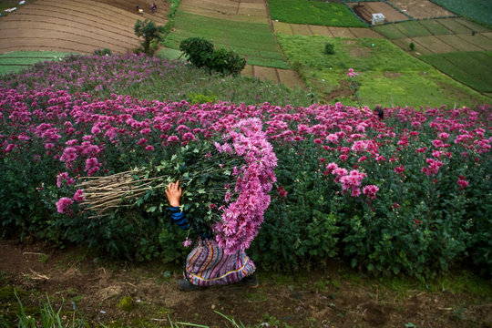 Mujer de Guatemala en la cosecha de crisantemos