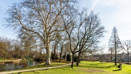 Picturesque Proosdij park landscape with huge bare trees, a stream and a dirt pedestrian path among green grass, a calm and sunny winter day in Meerssen, South Limburg in the Netherlands